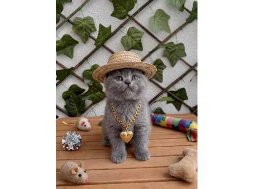 UYGUN FİYATA DİŞİ BRİTİSH SHORTHAİR BEBEK 
