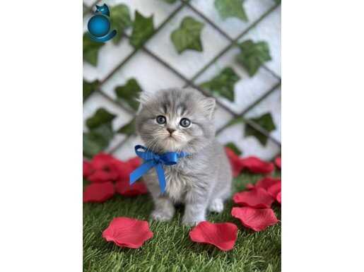 YAKIŞIKLIMI YAKIŞIKLI ERKEK LONGHAİR BEBE