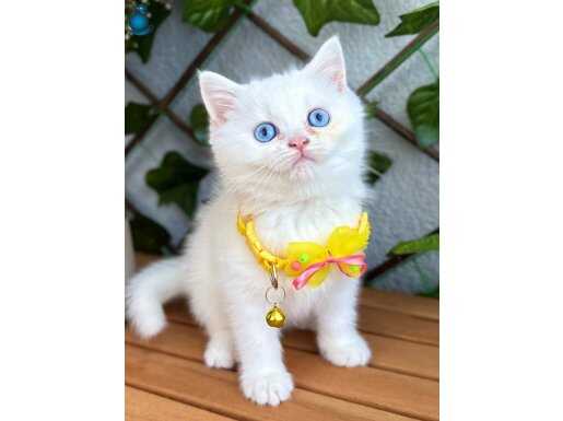 DİKKAT AŞIK OLABİLİRSİNİZ DİŞİ ERKEK BEBELER