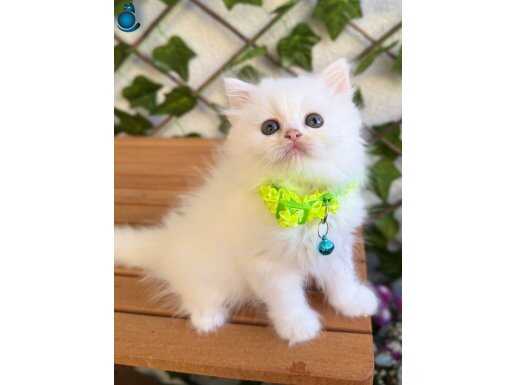 KARBEYAZI MÜKEMMEL DİŞİ BRİTİSH 