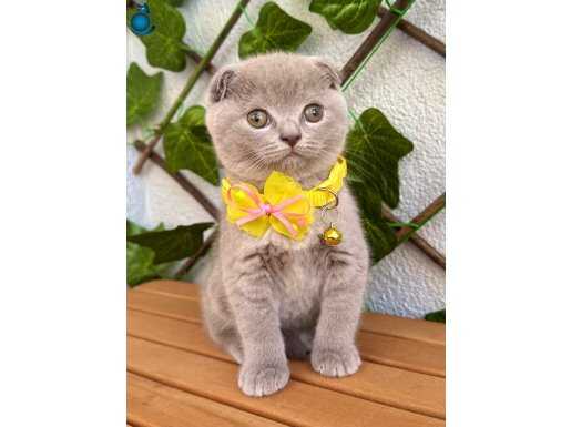 PANDA SURAT LİLAC DİŞİ ERKEK YAVRULAR 