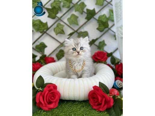 SÜRME GÖZLÜ SİLVER LONGHAİR SEVENLER DİŞİ BEBEMİZ BURADA 