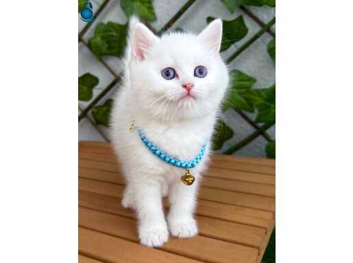 PAMUK GİBİ ERKEK BRİTİSH SHORTHAİR 