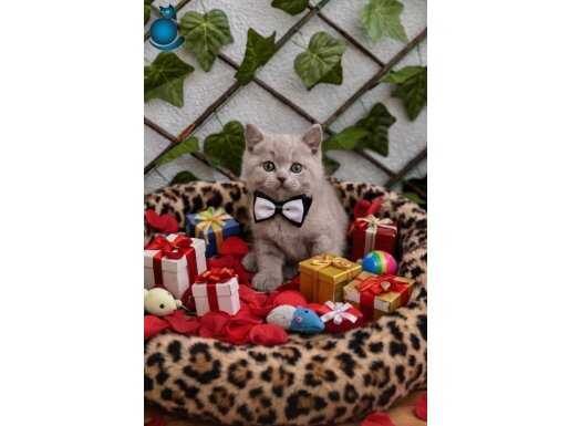 NADİR BULUNAN LİLAC YAKIŞIKLI BEBENİZ GELDİ