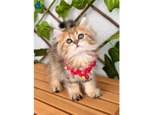 DİŞİ GOLDEN POFUDUK PRENSES BEBEĞİM