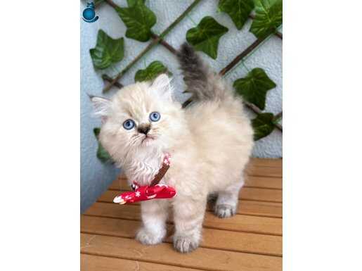 BONCUK OĞLAN ŞANSLI SAHİBİNİ ARIYOR