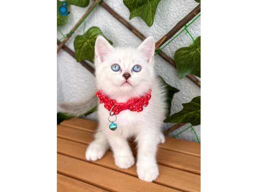 VARMI BENDEN YAKIŞIKLISI BRİTİSH ERKEK