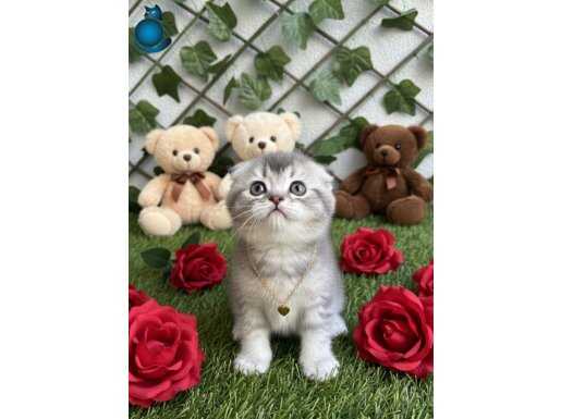 BAKAN BİRDAHA BAKIYOR ERKEK SCOTTİSH BEBE