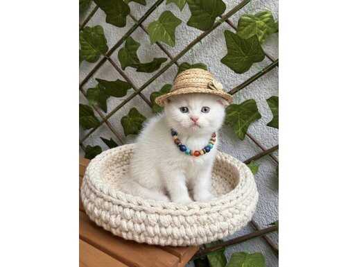 UYGUN FİYATA KARBEYAZI BRİTİSH SHORTHAİR ERKEK BEBEK