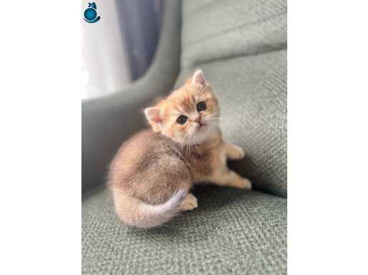 UYGUNA GOLDEN BRİTİSH SHORTHAİR BEBEK