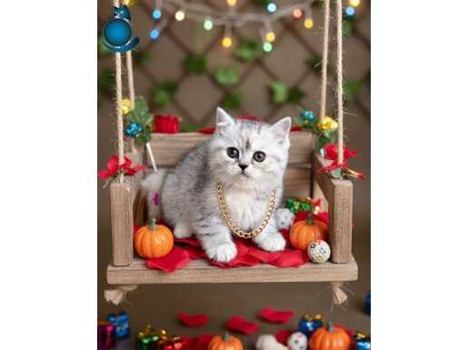 SİLVER KALİTELİ SAFKAN TOMBİK DİŞİ BEBEK