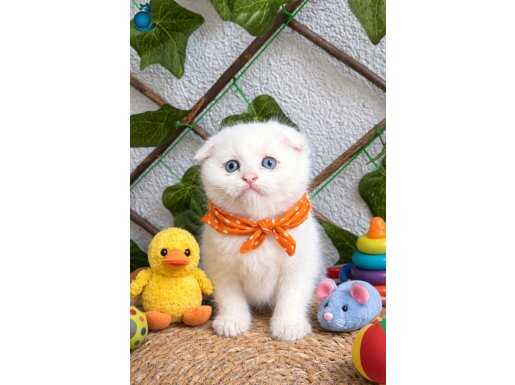 BONCUK GÖZLÜ KARPOSTAL GÜZELİ: LİMON ÇİÇEĞİ SCOTTISH FOLD