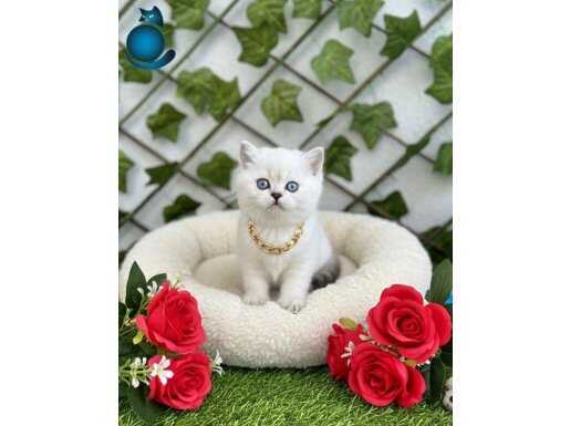 A KALİTE İNCİ TANESİ BEBELER DİŞİ ERKEK