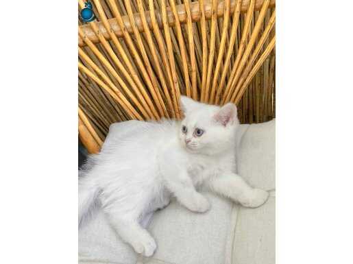 BAĞCILAR GÜNEŞLIDEN DİŞİ MAVIŞ BEBEK