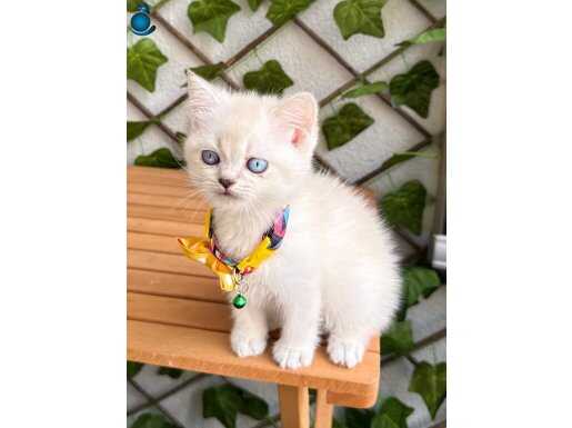 DİŞİ VE ERKEK SEVİMLİ PATİLER