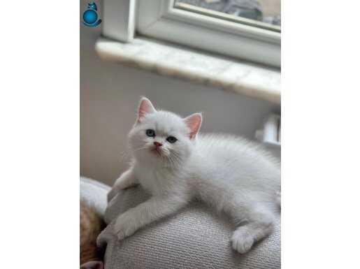 PAMUK ŞEKERLERİ DİŞİ ERKEK BEBEKLER 