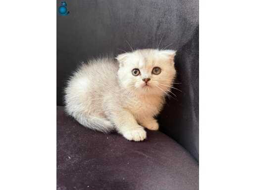 Sürme Gözlü Dişi ve Erkek Silver Bebeler 