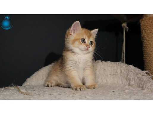 BEYLİKDÜZÜNDEN GOLDEN DİŞİ ERKEK SAFKAN YAVRULAR 