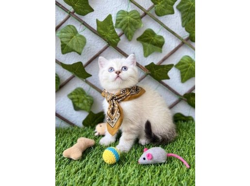 BAYRAM ŞEKERİNİZ GELDİ ERKEK SÜRME GÖZLÜMÜZ