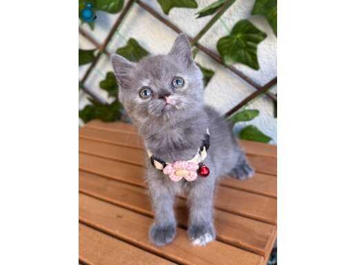 DİŞİ GÜZELLER GÜZELİ SEVİMLİ KIZ