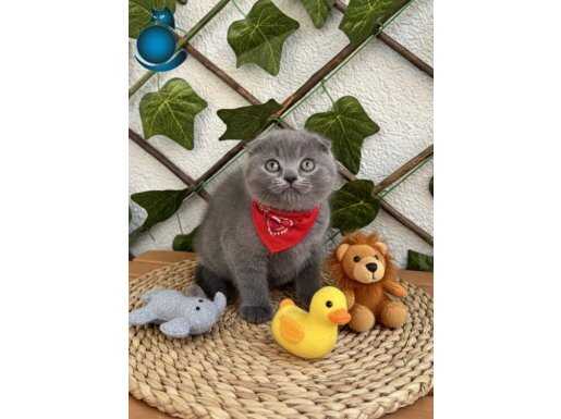 Ayıcık Suratlı Gri Scottish Fold: Sosyal ve Eğitimli Mini Maskot