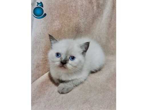 BEYLİKDÜZÜNDEN DİŞİ BLUEPOİNT BRİTİSH BEBEMİZ 