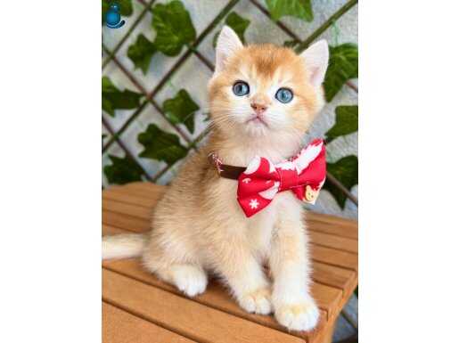 KALİTE ORANGE GOLDEN NY12 ERKEK YAVRUMUZ