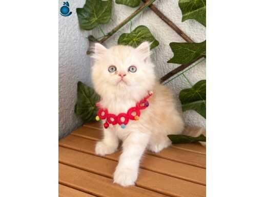 AŞIK OLACAKSINIZ BONCUĞUMUZ OĞLUMUZ