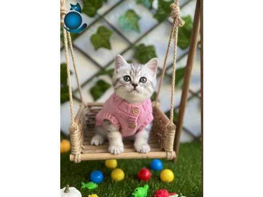 SÜRME GÖZLÜ DİŞİ SİLVER BRİTİSH UYGUNA