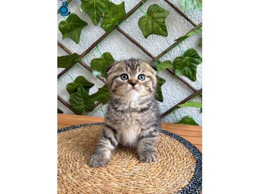 Ev Sıcaklığında Büyümüş Karakterli Dişi Black Golden