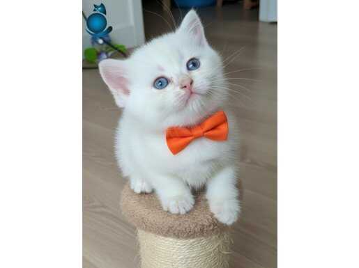 GOLDENPOİNT YAKIŞIKLI KARİZMA BEBEĞİM