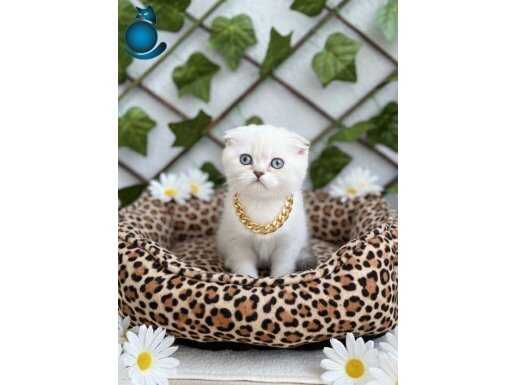 DİŞİ SİLVERPOİNT MAVİŞ GÖZLÜ KIZIMIZ