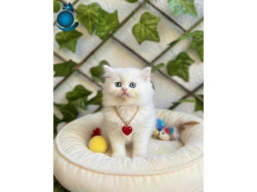 YOK BÖYLE GÜZELLİK KARBEYAZI BONCUK DİŞİMİZ