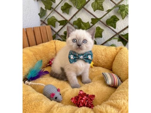 DİŞİ ERKEK BONCUK GÖZLÜ BEBELER