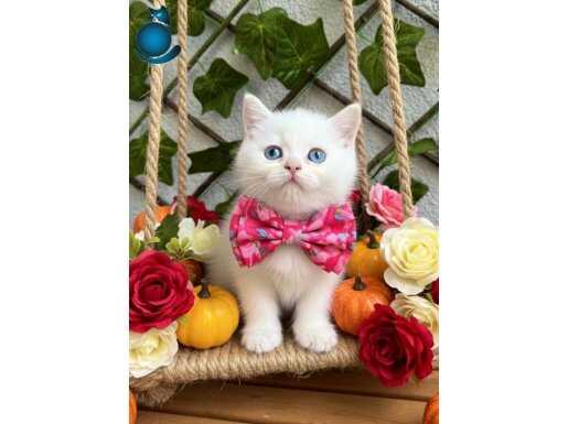 KARBEYAZI DİŞİ VE ERKEK BONCUK BEBELER