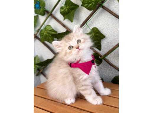 UYSAL SICAKKANLI ERKEK BEBEMİZ