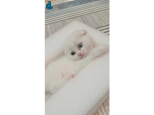 DİŞİ SCOTTİSH ODD EYES ERKEK BRİTİSH SHORTHAİR 