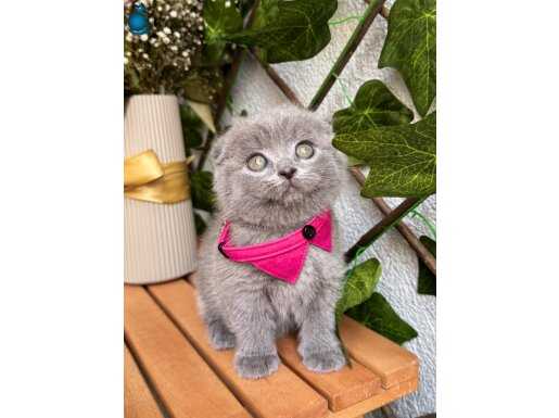 NAZAR DEĞMESİN DİŞİ ERKEK SCOTTİSH YAVRULARIM