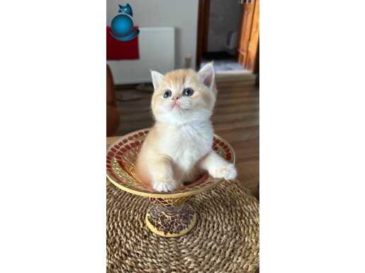 DİŞİ VE ERKEK GOLDEN SAFKAN BEBELER
