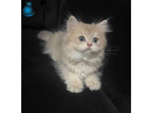 ESENYURTTAN AY12 POFUDUK GOLDEN DİŞİ ERKEK BEBELER 