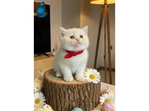 BEMBEYAZ PAMUK GİBİ BRİTİSH SHORTHAİR 