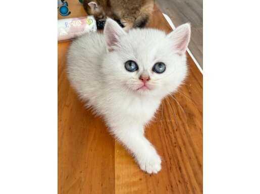 Safkan Silver Shaded Dişi British Shorthair 