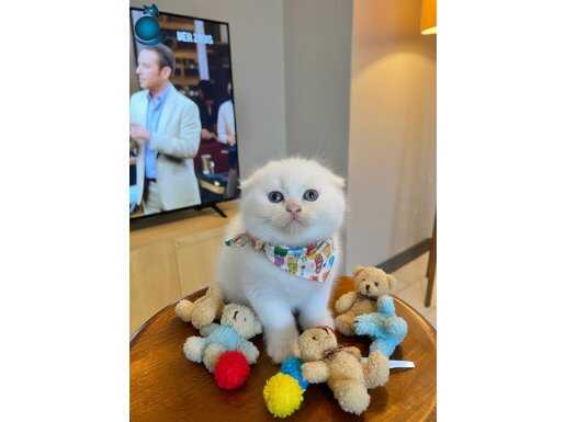 Pamuk Dokulu Uysal İskoç Güzeli Yeni Yuvasını Bekliyor