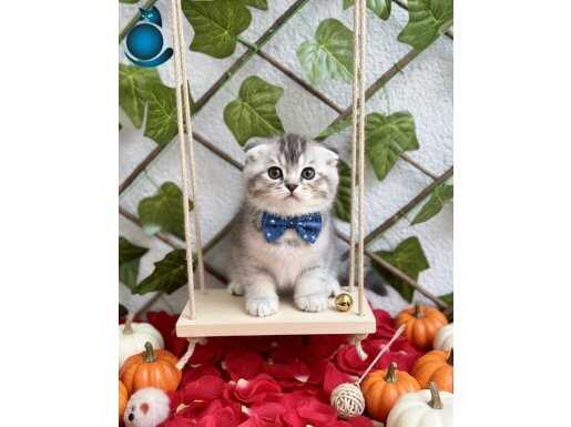 SEVİMLİ DOSTUMUZ SİLVER SAĞLIKLI SCOTİSH BEBEK