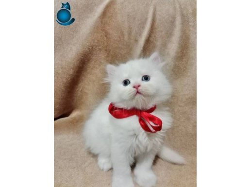 BEYLİKDÜZÜNDEN DİŞİ MAVİŞİMİZ AŞIK OLACAKSINIZ 