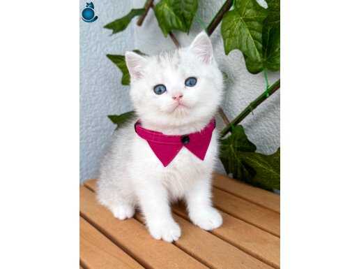 Pamuk Ayı Kafa Silver British Shorthair 