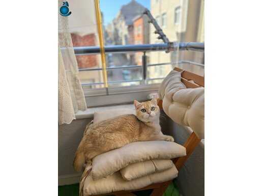 Kusursuz Safkan Golden NY12 Dişi British Shorthair - Aşıları Tamam