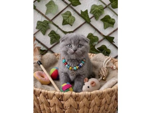 BEBEK SURAT DİŞİ SCOTTİSH FOLD