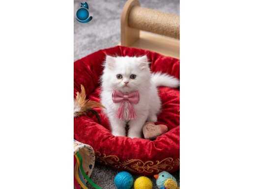 KARBEYAZI GÜZELLER GÜZELİ DİŞİ BRİTİSH