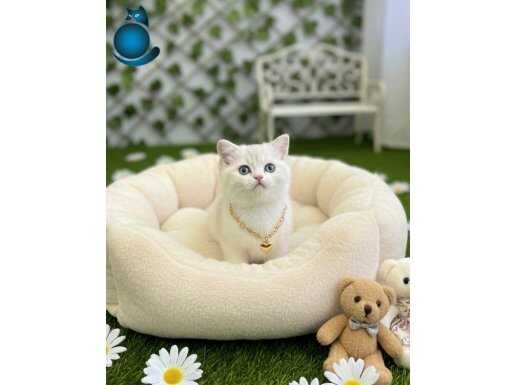 PAMUK GİBİ KARBEYAZI 3 ERKEK BEBEKLERİM 